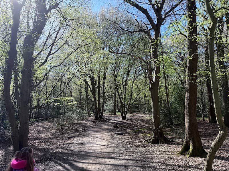 Hartswood Ancient Woodland - Image 1