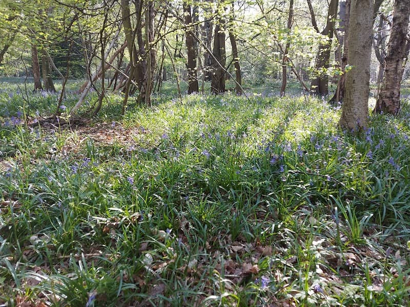 Hartswood Ancient Woodland - Image 2