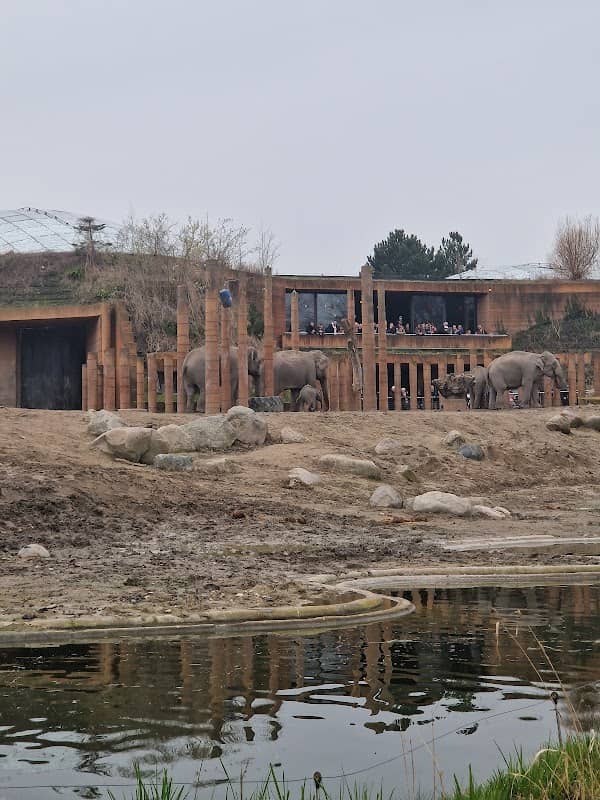 Viewpoint to the Zoo's elephants - Image 2