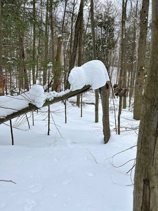 Ardagh Bluff Park - Image 2