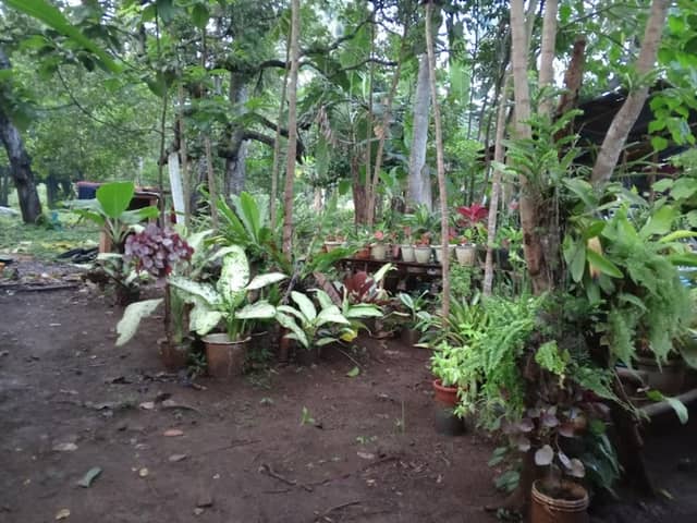 Fredily's garden - Image 2