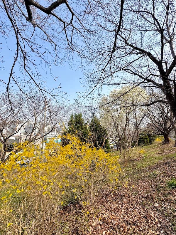 낙동제방 벚꽃길 - Image 2