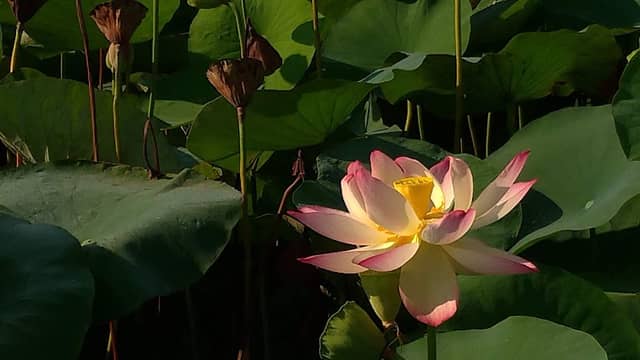 낙동제방 벚꽃길 - Image 1