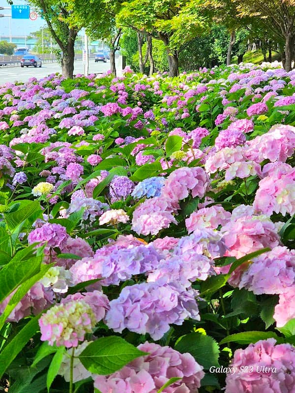 낙동제방 벚꽃길 - Image 3