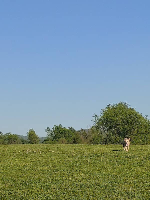 Coyner Springs Park - Image 2