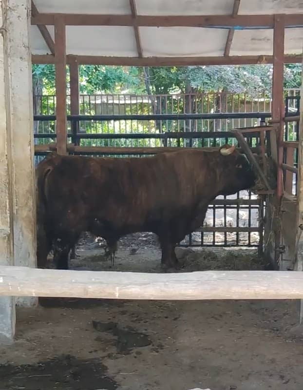 Baby Zoo - Image 1