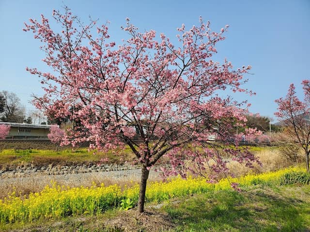 「おかめ桜の里づくり」おかめ桜の遊歩道 - Image 1