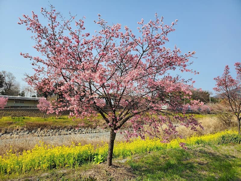 「おかめ桜の里づくり」おかめ桜の遊歩道 - Image 1