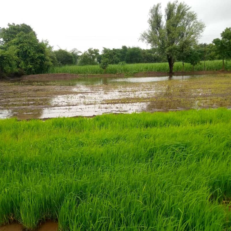 Adinath Pansare farm - Image 1