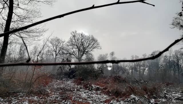 Bambois Woods - Image 2