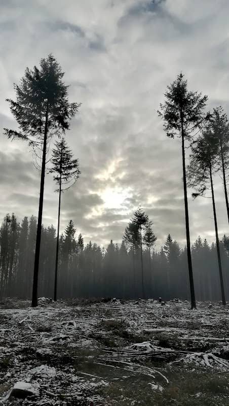 Bambois Woods - Image 3