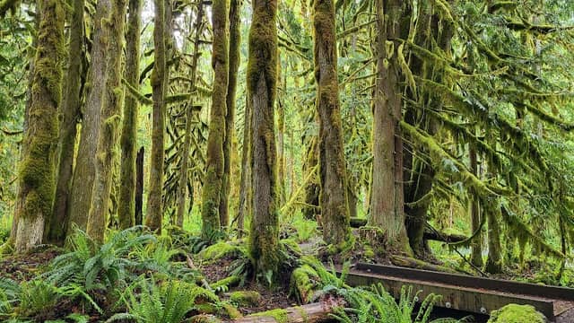 Maloney Creek Interpretive Trail - Image 2