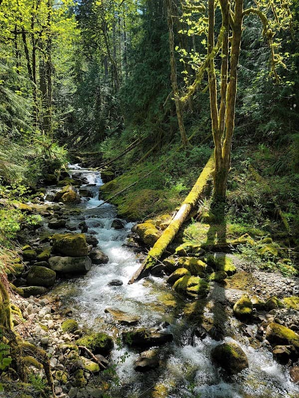 Maloney Creek Interpretive Trail - Image 1