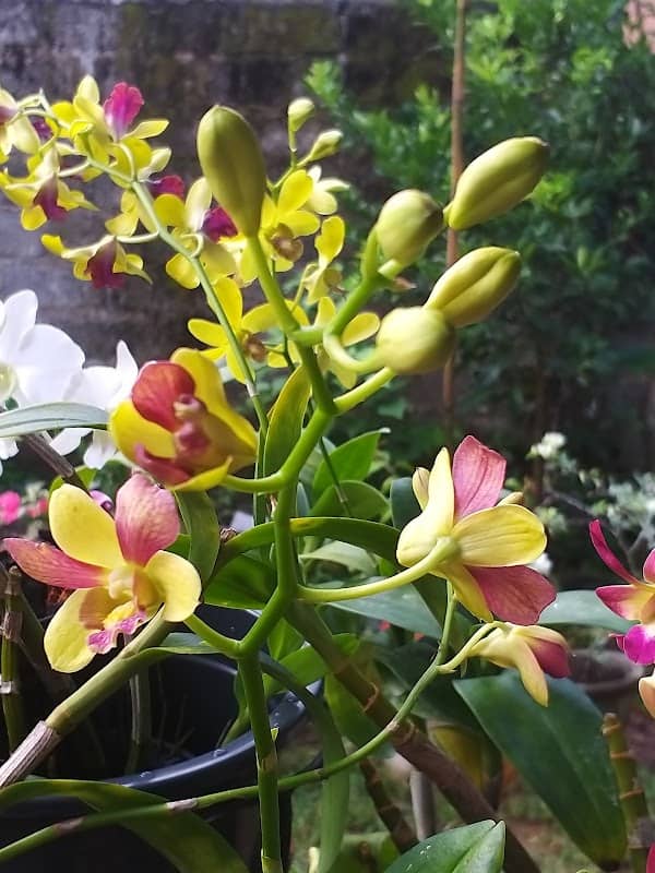 මිණිදු විසිතුරු මල් පැළ තවාන - Image 2