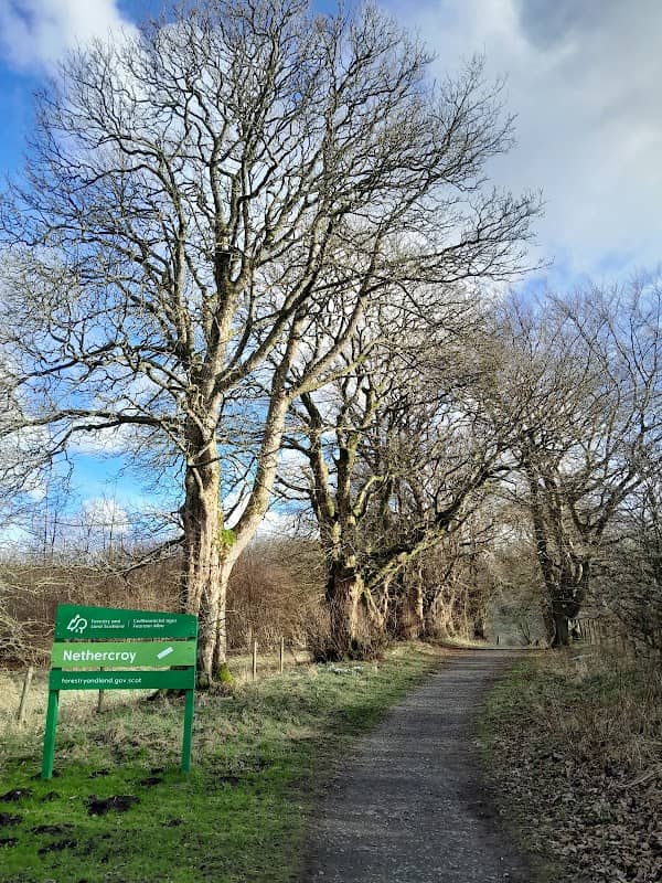 Langhill Wood - Image 2
