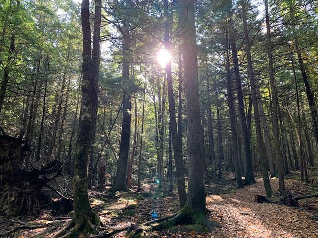 Odell Park - Image 1