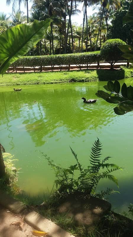 Lago de patos e tartarugas - Image 1