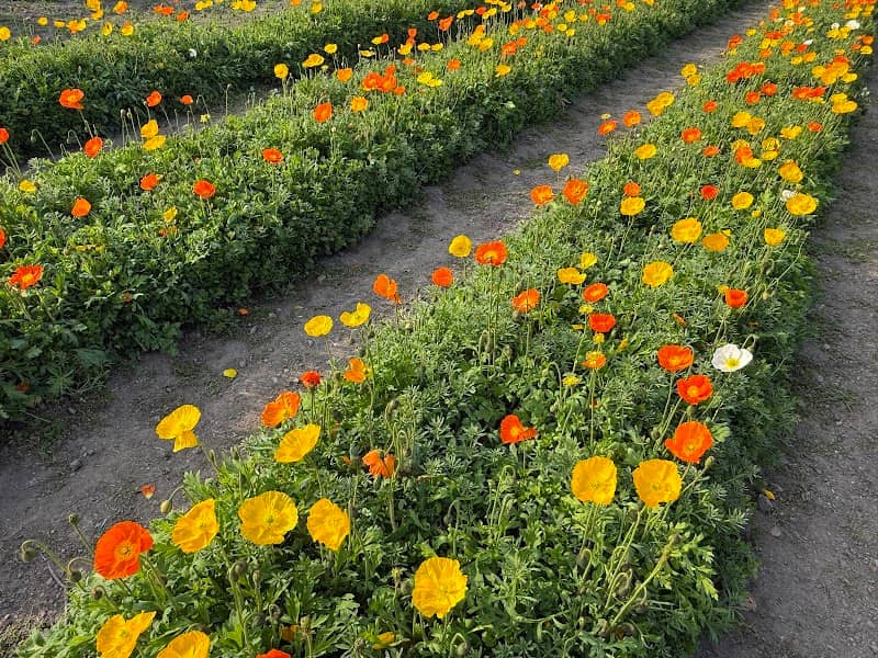 お花畑(城山公園) - Image 1