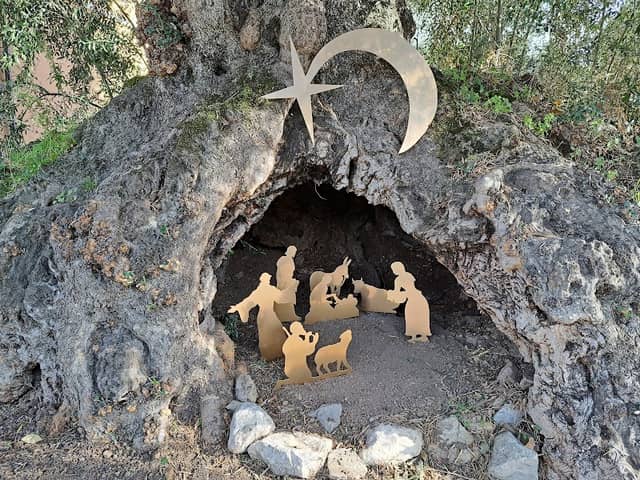 ULIVO SECOLARE - albero monumentale - Image 1