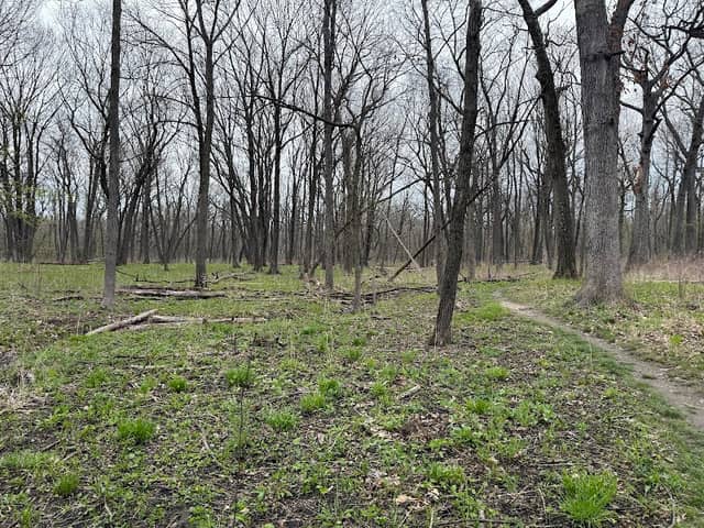 Somme Woods - Image 2