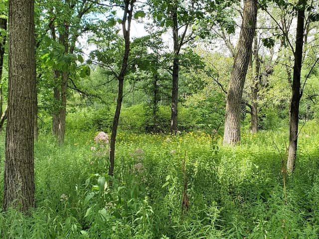 Somme Woods - Image 1