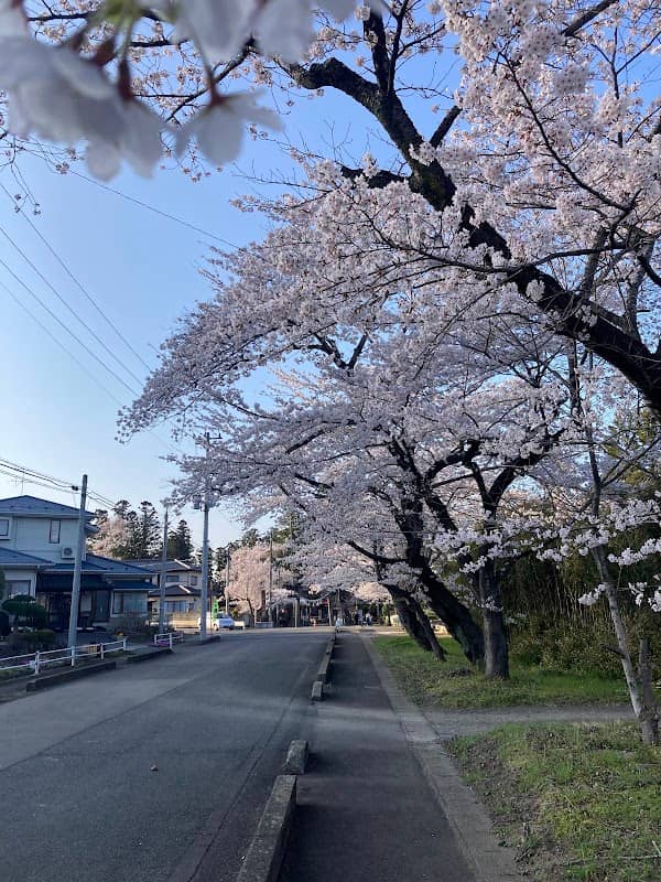 桜並木 - Image 1