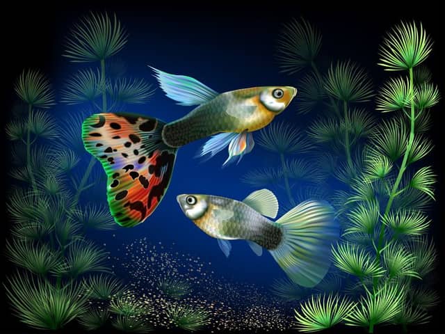 Pranav guppy form - Image 1