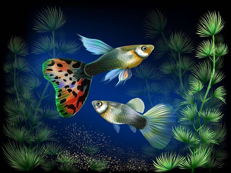Pranav guppy form - Image 1