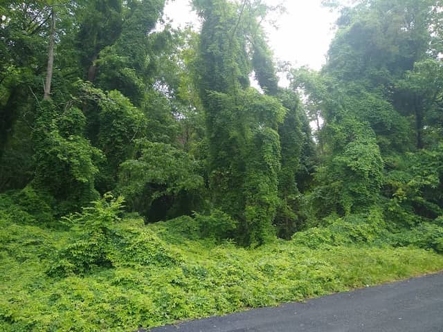 Spotsylvania County Virginia Central Trail - Image 1