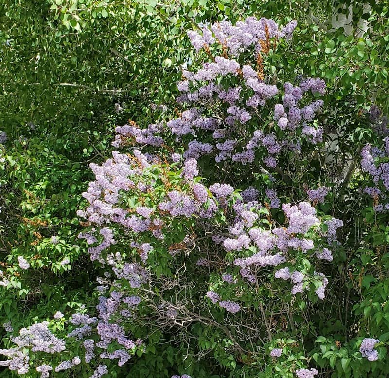 Doc Ceriani Community Park - Image 2