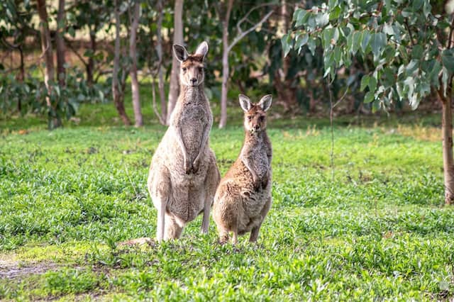 Thomsons Lake Nature Reserve - Image 3