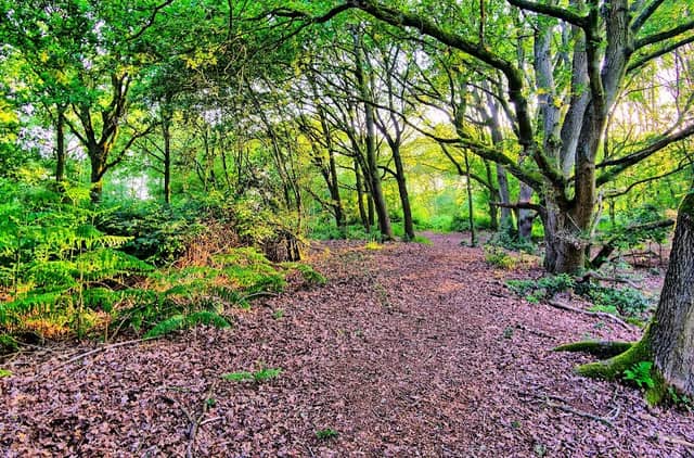 Church Hill Common - Image 1
