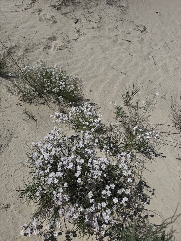 Salt Basin Dunes Trailhead - Image 2