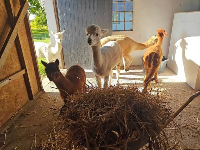 Alpaca Haven - Image 1