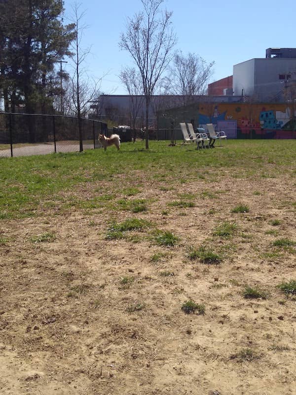 Jackson Downtown Dog Walk - Image 1