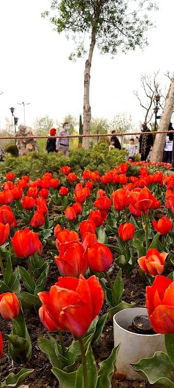 دریاچه قو - Image 1