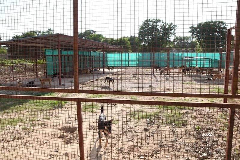BITS Pilani Dogs Zoo - Image 1