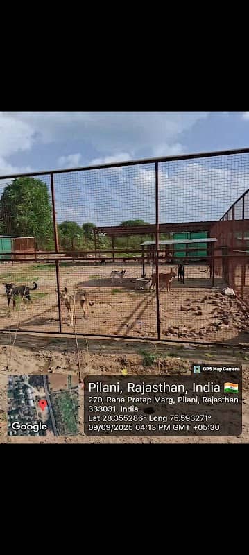 BITS Pilani Dogs Zoo - Image 2