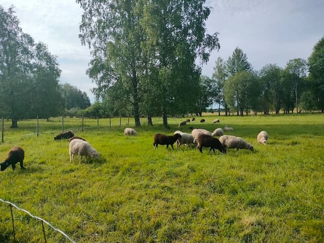 Tikkurilan Keskuspuiston lammasaitta - Image 1