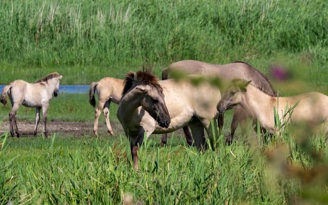 Oostvaardersplassen - Image 1