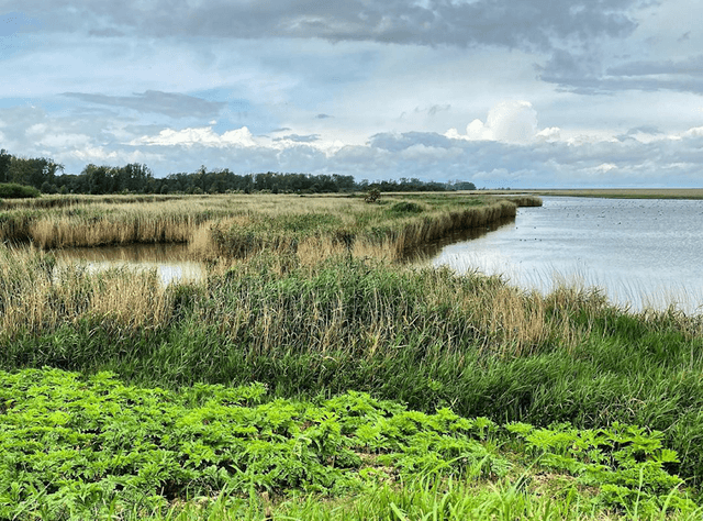 Oostvaardersplassen - Image 3