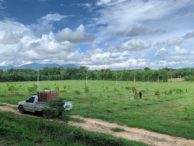 สวนทุเรียนจันทน์หอม เขาน้อย จันทบุรี - Image 1
