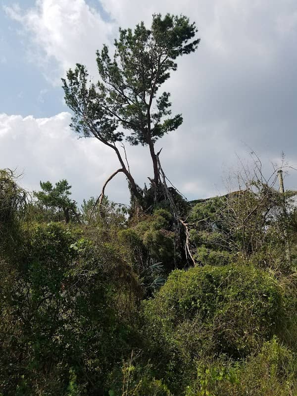 Crystal Lake Sand Pine Scrub - Image 3
