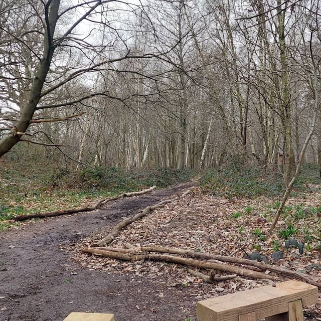 Bicknor woods - Image 1