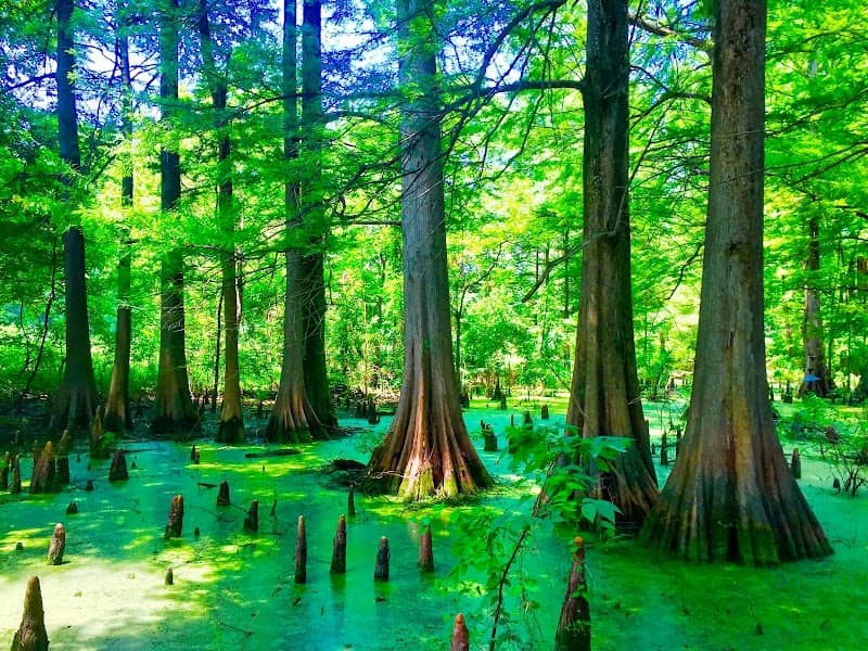Greenville Cypress Preserve Trust - Image 3