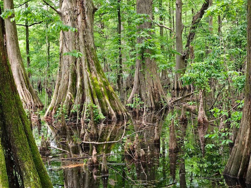 Greenville Cypress Preserve Trust - Image 2