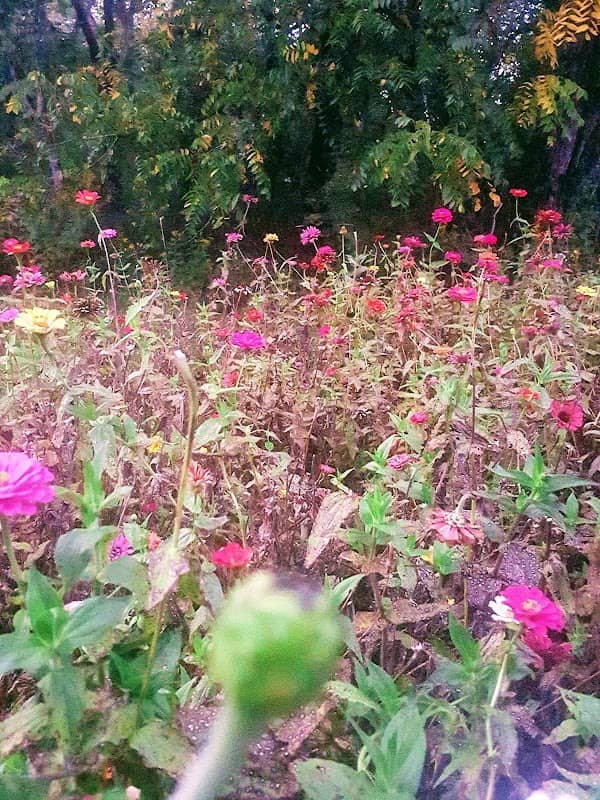 Tusculum - Image 1