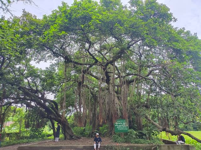 Old Banyan Tree, Ghatpar. - Image 1