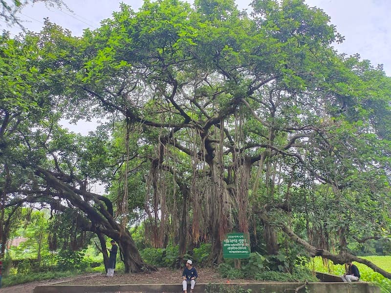 Old Banyan Tree, Ghatpar. - Image 1