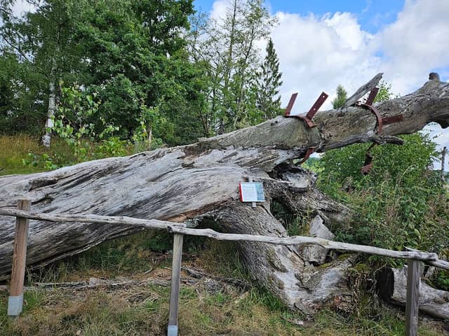 Wendel-Eiche HWN 165 - Image 1